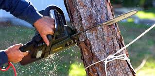 Best Tree Risk Assessment  in Springfield, GA