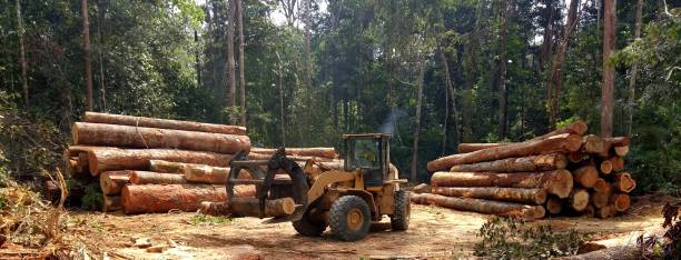 Best Emergency Tree Removal  in Springfield, GA