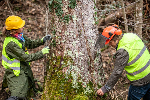 Springfield, GA Tree Care Company