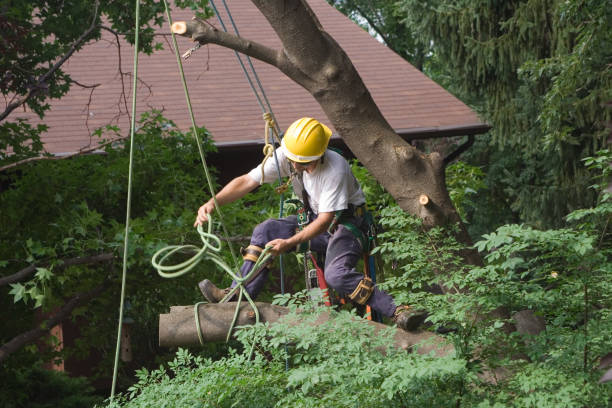 Best Hedge Trimming  in Springfield, GA