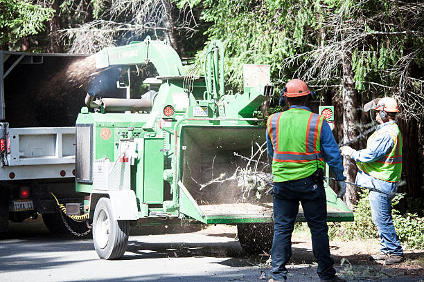 Best Tree Fertilization  in Springfield, GA