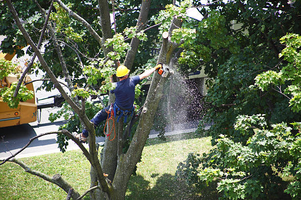 Best Palm Tree Trimming  in Springfield, GA