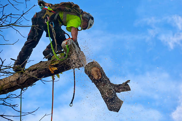 Best Lawn Pest Prevention  in Springfield, GA